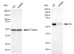 SRC Antibody