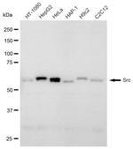 SRC Antibody in Western Blot (WB)