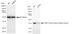 PKC alpha Antibody