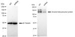 Amyloid Precursor Protein Antibody