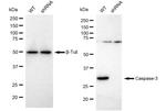 Caspase 3 Antibody