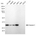 Caspase 3 Antibody in Western Blot (WB)