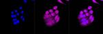 Caspase 9 Antibody in Immunocytochemistry (ICC/IF)