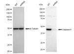 Caspase 9 Antibody