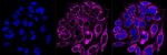 Citrate Synthase Antibody in Immunocytochemistry (ICC/IF)