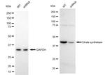 Citrate Synthase Antibody