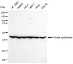 Citrate Synthase Antibody in Western Blot (WB)