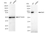 STAT3 Antibody