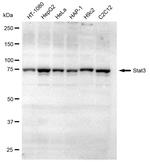 STAT3 Antibody in Western Blot (WB)