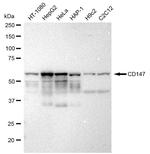 CD147 Antibody in Western Blot (WB)