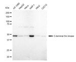 CSK Antibody in Western Blot (WB)