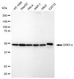 GSK3 alpha Antibody in Western Blot (WB)