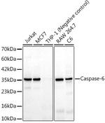 Caspase 6 Antibody in Western Blot (WB)