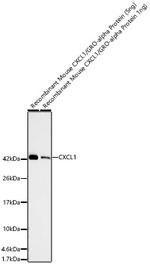 CXCL1 (GRO alpha) Antibody in Western Blot (WB)