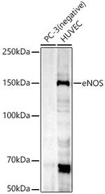 eNOS Antibody in Western Blot (WB)