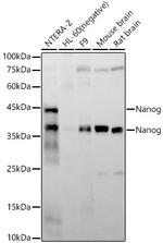 Nanog Antibody in Western Blot (WB)