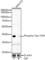 Phospho-PDHA1 (Ser293) Antibody in Western Blot (WB)