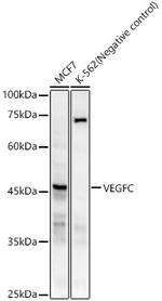 VEGFC Antibody in Western Blot (WB)