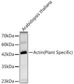 Actin Antibody in Western Blot (WB)