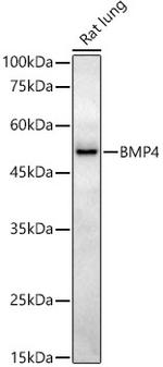 BMP4 Antibody in Western Blot (WB)