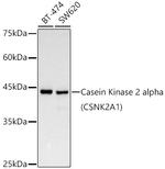 CK2 alpha-1 Antibody in Western Blot (WB)