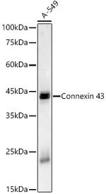 Connexin 43 Antibody in Western Blot (WB)