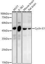 Cyclin E Antibody in Western Blot (WB)