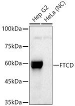 Golgi protein 58k Antibody in Western Blot (WB)