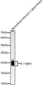 IL-1 alpha Antibody in Western Blot (WB)