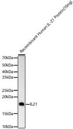 IL-21 Antibody in Western Blot (WB)