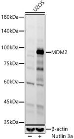 MDM2 Antibody in Western Blot (WB)