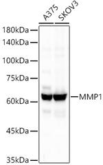 MMP1 Antibody in Western Blot (WB)