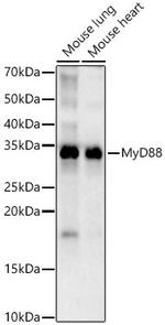 MyD88 Antibody in Western Blot (WB)