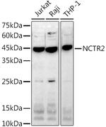 NKp44 Antibody in Western Blot (WB)