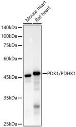 PDK1 Antibody in Western Blot (WB)