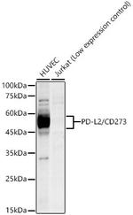 CD273 (B7-DC) Antibody in Western Blot (WB)