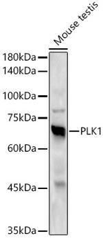 PLK1 Antibody in Western Blot (WB)