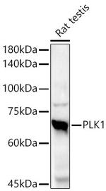 PLK1 Antibody in Western Blot (WB)