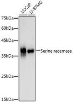 Serine racemase Antibody in Western Blot (WB)