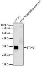 STING Antibody in Western Blot (WB)