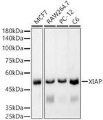 XIAP Antibody in Western Blot (WB)