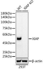 XIAP Antibody in Western Blot (WB)