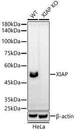 XIAP Antibody in Western Blot (WB)