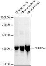 NDUFC2 Antibody in Western Blot (WB)