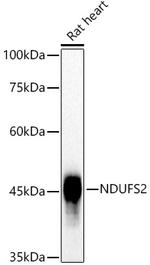 NDUFC2 Antibody in Western Blot (WB)