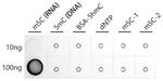 5-Methylcytosine Antibody in Peptide array (ARRAY)