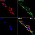 ABCA1 Antibody in Immunocytochemistry (ICC/IF)