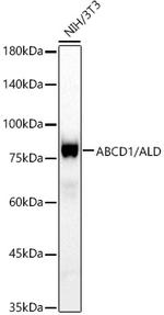 ABCD1 Antibody in Western Blot (WB)