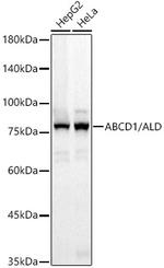 ABCD1 Antibody in Western Blot (WB)