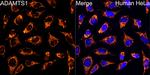 ADAMTS1 Antibody in Immunocytochemistry (ICC/IF)